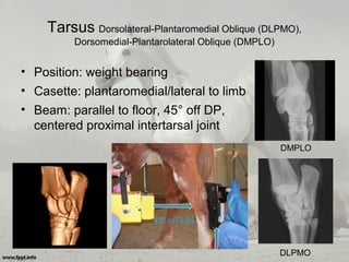 Tarsus Dorsolateral-Plantaromedial Oblique (DLPMO),
Dorsomedial-Plantarolateral Oblique (DMPLO)
• Position: weight bearing
• Casette: plantaromedial/lateral to limb
• Beam: parallel to floor, 45° off DP,
centered proximal intertarsal joint
DMPLO
DLPMO
 