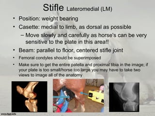 Stifle Lateromedial (LM)
• Position: weight bearing
• Casette: medial to limb, as dorsal as possible
– Move slowly and carefully as horse's can be very
sensitive to the plate in this area!!
• Beam: parallel to floor, centered stifle joint
• Femoral condyles should be superimposed
• Make sure to get the entire patella and proximal tibia in the image; if
your plate is too small/horse too large you may have to take two
views to image all of the anatomy
 