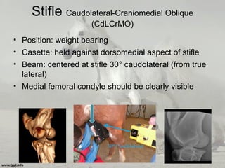 Stifle Caudolateral-Craniomedial Oblique
(CdLCrMO)
• Position: weight bearing
• Casette: held against dorsomedial aspect of stifle
• Beam: centered at stifle 30° caudolateral (from true
lateral)
• Medial femoral condyle should be clearly visible
 