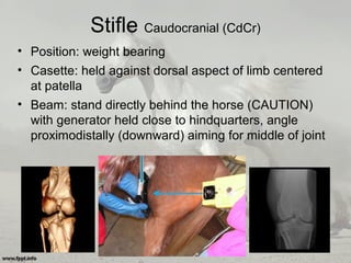 Stifle Caudocranial (CdCr)
• Position: weight bearing
• Casette: held against dorsal aspect of limb centered
at patella
• Beam: stand directly behind the horse (CAUTION)
with generator held close to hindquarters, angle
proximodistally (downward) aiming for middle of joint
 