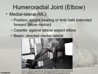 Humeroradial Joint (Elbow)
• Medial-lateral (ML):
– Position: weight bearing or limb held extended
forward (more motion)
– Casette: against lateral aspect elbow
– Beam: directed medial-lateral
Love, N. Equine Appendicular Radiology [SlideShare slides]. Retrieved
from ://radfileshare.cvm.ncsu.edu/VMB976/setup/eqpositioning.pdf
 