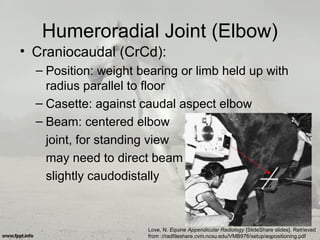 Humeroradial Joint (Elbow)
• Craniocaudal (CrCd):
– Position: weight bearing or limb held up with
radius parallel to floor
– Casette: against caudal aspect elbow
– Beam: centered elbow
joint, for standing view
may need to direct beam
slightly caudodistally
Love, N. Equine Appendicular Radiology [SlideShare slides]. Retrieved
from ://radfileshare.cvm.ncsu.edu/VMB976/setup/eqpositioning.pdf
 