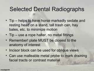 Selected Dental Radiographs
• Tip – helps to have horse markedly sedate and
resting head on a stand, tall trash can, hay
bales, etc. to minimize motion
• Tip – use a rope halter, no metal fittings
• Remember! plate MUST be closest to the
anatomy of interest
• Incisor block can be used for oblique views
• Can use malleable metal probe to mark draining
facial tracts or contrast material
 