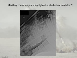 Maxillary cheek teeth are highlighted – which view was taken?
 