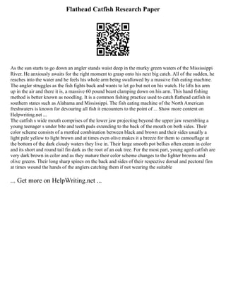 Flathead Catfish Research Paper
As the sun starts to go down an angler stands waist deep in the murky green waters of the Mississippi
River. He anxiously awaits for the right moment to grasp onto his next big catch. All of the sudden, he
reaches into the water and he feels his whole arm being swallowed by a massive fish eating machine.
The angler struggles as the fish fights back and wants to let go but not on his watch. He lifts his arm
up in the air and there it is, a massive 60 pound beast clamping down on his arm. This hand fishing
method is better known as noodling. It is a common fishing practice used to catch flathead catfish in
southern states such as Alabama and Mississippi. The fish eating machine of the North American
freshwaters is known for devouring all fish it encounters to the point of ... Show more content on
Helpwriting.net ...
The catfish s wide mouth comprises of the lower jaw projecting beyond the upper jaw resembling a
young teenager s under bite and teeth pads extending to the back of the mouth on both sides. Their
color scheme consists of a mottled combination between black and brown and their sides usually a
light pale yellow to light brown and at times even olive makes it a breeze for them to camouflage at
the bottom of the dark cloudy waters they live in. Their large smooth pot bellies often cream in color
and its short and round tail fin dark as the root of an oak tree. For the most part, young aged catfish are
very dark brown in color and as they mature their color scheme changes to the lighter browns and
olive greens. Their long sharp spines on the back and sides of their respective dorsal and pectoral fins
at times wound the hands of the anglers catching them if not wearing the suitable
... Get more on HelpWriting.net ...
 