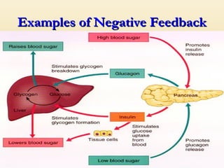 Examples of Negative FeedbackExamples of Negative Feedback
 