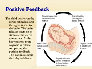 Positive FeedbackPositive Feedback
The child pushes on theThe child pushes on the
cervix (stimulus) andcervix (stimulus) and
the signal is sent tothe signal is sent to
the brain. The brainthe brain. The brain
releases oxytocin toreleases oxytocin to
stimulate the uterusstimulate the uterus
to contract. As theto contract. As the
baby pushes, morebaby pushes, more
oxytocin is release,oxytocin is release,
completing thecompleting the
positive feedback.positive feedback.
This continues untilThis continues until
the baby is delivered.the baby is delivered.
 