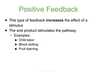 Understanding Homeostasis: Positive and Negative Feedback Mechanisms in ...