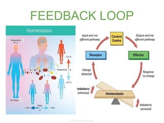 Understanding Homeostasis: Positive and Negative Feedback Mechanisms in ...