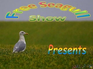 Free Seagull Show Presents 