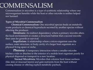 COMMENSALISM
Commensalism in microbes is a type of symbiotic relationship where one
microorganism benefits while the host or other microbe is neither helped
nor harmed.
Types of Microbial Commensalism
Chemical Commensalism: One microbial species feeds on metabolic
waste products or chemical byproducts secreted by another species without
affecting the producer.
Metabiosis: An indirect dependency where a primary microbe alters
the local environment or creates a structural habitat that a second microbe
then uses for growth or survival.
Inquilinism: A relationship where a micro-organism uses the
surface, outer structure, or body cavity of a larger host organism as a
physical living space or niche.
Phoresy: A temporary interaction where a smaller microbe
hitches a ride or attaches to the exterior of a mobile host organism purely for
physical dispersal or transport to a new location.
Normal Microbiota: Microbes that colonize host tissue surfaces
(like skin or mucosal layers) and gain nutrients from the host without
causing disease or offering explicit metabolic payback.
 