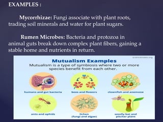 EXAMPLES :
Mycorrhizae: Fungi associate with plant roots,
trading soil minerals and water for plant sugars.
Rumen Microbes: Bacteria and protozoa in
animal guts break down complex plant fibers, gaining a
stable home and nutrients in return.
 
