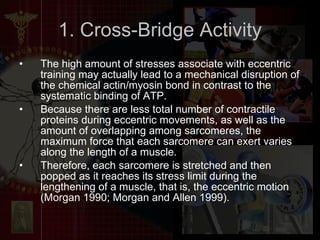 1. Cross-Bridge Activity The high amount of stresses associate with eccentric training may actually lead to a mechanical disruption of the chemical actin/myosin bond in contrast to the systematic binding of ATP.  Because there are less total number of contractile proteins during eccentric movements, as well as the amount of overlapping among sarcomeres, the maximum force that each sarcomere can exert varies along the length of a muscle.  Therefore, each sarcomere is stretched and then popped as it reaches its stress limit during the lengthening of a muscle, that is, the eccentric motion (Morgan 1990; Morgan and Allen 1999). 
