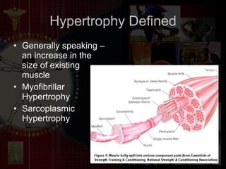 Hypertrophy Defined Generally speaking – an increase in the size of existing muscle Myofibrillar Hypertrophy Sarcoplasmic Hypertrophy 