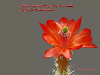 Don't cry because it's over; smile
because it happened




                                     Echinocereus klapperi
 