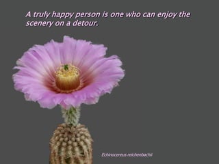 A truly happy person is one who can enjoy the
scenery on a detour.




                    Echinocereus reichenbachii
 
