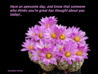 Have an awesome day, and know that someone
  who thinks you're great has thought about you
  today!..




Escobaria minima
 