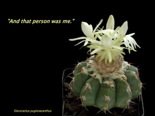 "And that person was me."




  Discocactus pugionacanthus
 