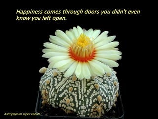 Happiness comes through doors you didn't even
       know you left open.




Astrophytum super kabuto
 