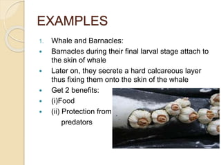 EXAMPLES
1. Whale and Barnacles:
 Barnacles during their final larval stage attach to
the skin of whale
 Later on, they secrete a hard calcareous layer
thus fixing them onto the skin of the whale
 Get 2 benefits:
 (i)Food
 (ii) Protection from
predators
 
