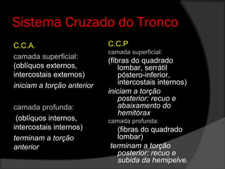 Sistema Cruzado do Tronco
C.C.A.
camada superficial:
(oblíquos externos,
intercostais externos)
iniciam a torção anterior
camada profunda:
(oblíquos internos,
intercostais internos)
terminam a torção
anterior
C.C.P
camada superficial:
(fibras do quadrado
lombar, serrátil
póstero-inferior,
intercostais internos)
iniciam a torção
posterior: recuo e
abaixamento do
hemitórax
camada profunda:
(fibras do quadrado
lombar)
terminam a torção
posterior: recuo e
subida da hemipelve.
 