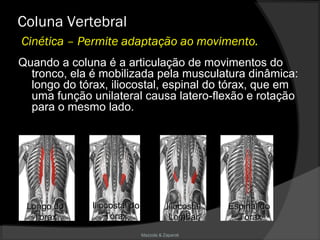 Mazzola & Zaparoli
Quando a coluna é a articulação de movimentos do
tronco, ela é mobilizada pela musculatura dinâmica:
longo do tórax, iliocostal, espinal do tórax, que em
uma função unilateral causa latero-flexão e rotação
para o mesmo lado.
Coluna Vertebral
Cinética – Permite adaptação ao movimento.
Longo doLongo do
TóraxTórax
IliocostalIliocostal dodo
TóraxTórax
IliocostalIliocostal
LombarLombar
Espinal doEspinal do
TóraxTórax
 