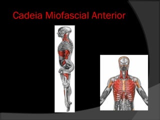 Cadeia Miofascial Anterior
 