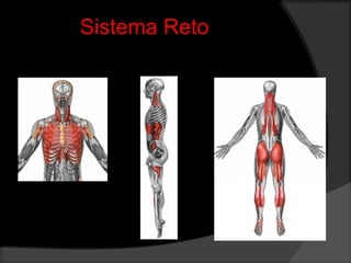Sistema Reto
Inspiratória
Anterior Posterior
(Pawlina, Olson, 1997 baseado em
Souchard, 1998; Marques, 2000;
Santos, 2002; Paiva, 2003)
 