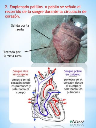 2. Emplenado palillos o pabilo se señalo el
recorrido de la sangre durante la circulacin de
corazòn.
Entrada por
la vena cava
Salida por la
aorla
 