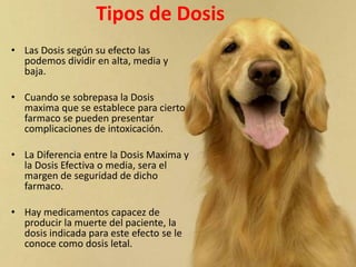 Tipos de Dosis
• Las Dosis según su efecto las
podemos dividir en alta, media y
baja.
• Cuando se sobrepasa la Dosis
maxima que se establece para cierto
farmaco se pueden presentar
complicaciones de intoxicación.
• La Diferencia entre la Dosis Maxima y
la Dosis Efectiva o media, sera el
margen de seguridad de dicho
farmaco.
• Hay medicamentos capacez de
producir la muerte del paciente, la
dosis indicada para este efecto se le
conoce como dosis letal.
 