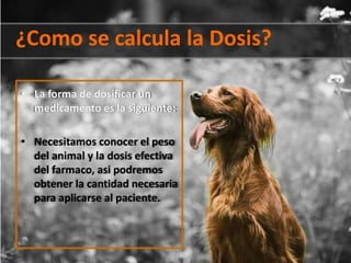 ¿Como se calcula la Dosis?
• La forma de dosificar un
medicamento es la siguiente:
• Necesitamos conocer el peso
del animal y la dosis efectiva
del farmaco, asi podremos
obtener la cantidad necesaria
para aplicarse al paciente.
 