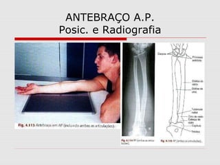ANTEBRAÇO A.P.
Posic. e Radiografia
 