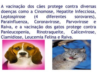 A vacinação dos cães protege contra diversas
doenças como a Cinomose, Hepatite Infecciosa,
Leptospirose    (4    diferentes     sorovares),
Parainfluenza, Coronavirose, Parvovirose e
Raiva, e a vacinação dos gatos protege contra
Panleucopenia, Rinotraqueíte, Calicevirose,
Clamidiose, Leucemia Felina e Raiva.
 