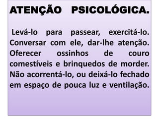 ATENÇÃO PSICOLÓGICA.

 Levá-lo para passear, exercitá-lo.
Conversar com ele, dar-lhe atenção.
Oferecer    ossinhos     de     couro
comestíveis e brinquedos de morder.
Não acorrentá-lo, ou deixá-lo fechado
em espaço de pouca luz e ventilação.
 