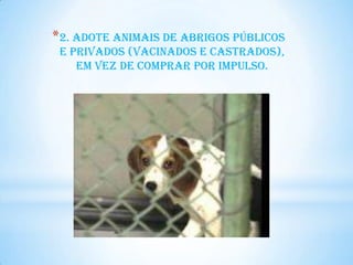 *2. Adote animais de abrigos públicos
 e privados (vacinados e castrados),
    em vez de comprar por impulso.
 