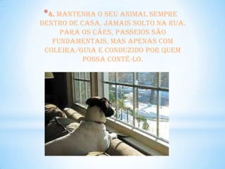 *4. Mantenha o seu animal sempre
dentro de casa, jamais solto na rua.
     Para os cães, passeios são
   fundamentais, mas apenas com
 coleira/guia e conduzido por quem
           possa contê-lo.
 