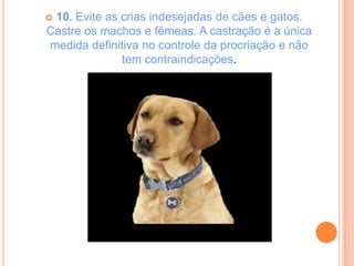10. Evite as crias indesejadas de cães e gatos.
Castre os machos e fêmeas. A castração é a única
medida definitiva no controle da procriação e não
              tem contraindicações.
 