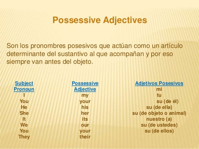 Adjective possessive What is