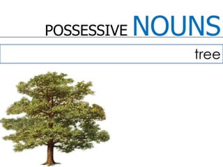 POSSESSIVE NOUNStree