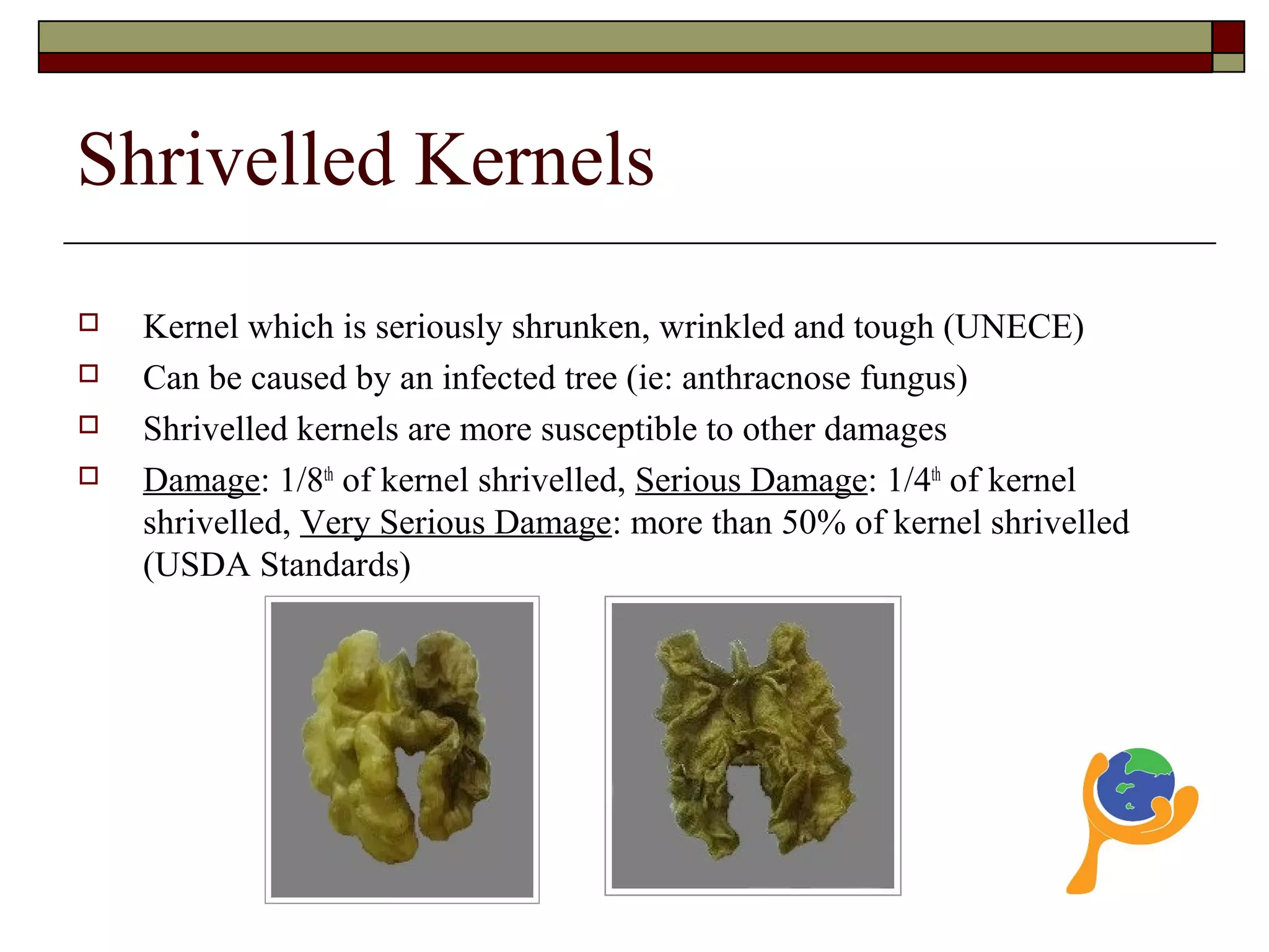 Shrivelled Kernels
 Kernel which is seriously shrunken, wrinkled and tough (UNECE)
 Can be caused by an infected tree (ie: anthracnose fungus)
 Shrivelled kernels are more susceptible to other damages
 Damage: 1/8th
of kernel shrivelled, Serious Damage: 1/4th
of kernel
shrivelled, Very Serious Damage: more than 50% of kernel shrivelled
(USDA Standards)
 