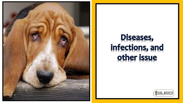 Possible reasons behind your dog vomiting bile