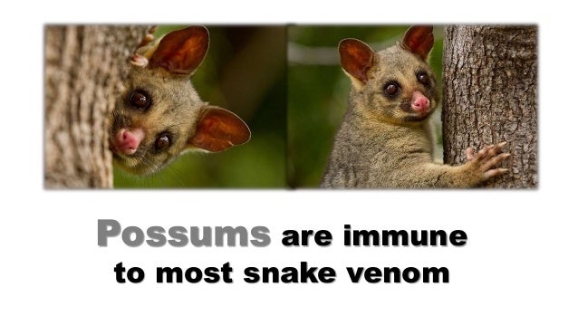  Possums Diet Food That Wild Possums Eat