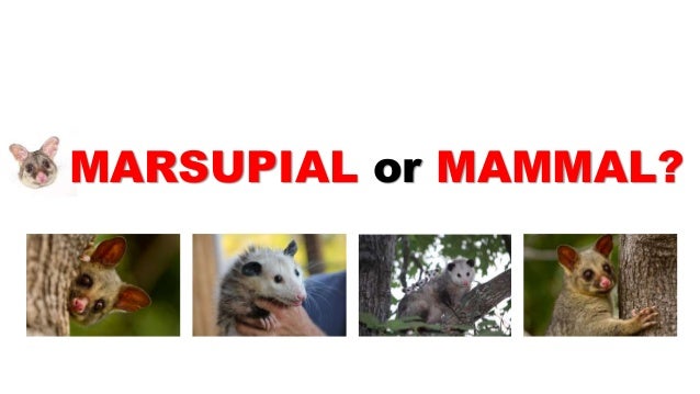 Possums Diet Food That Wild Possums Eat