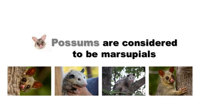  Possums Diet Food That Wild Possums Eat