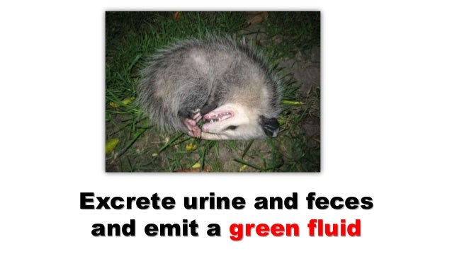  Possums Diet Food That Wild Possums Eat