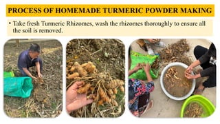 Turmeric Thread Making Process Comprehensive Guide to Post-Harvest Management and Processing of ...