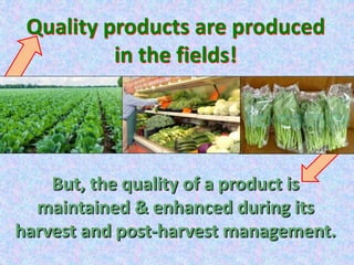 Post Harvest Management of Vegetables Crops
