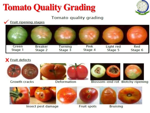 Post Harvest Management Of Vegetables Crops - 