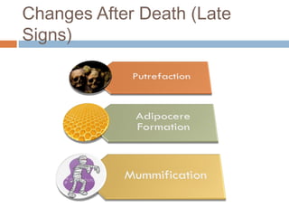 Changes After Death (Late
Signs)
 