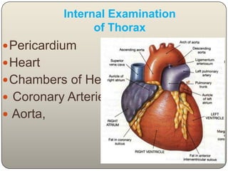 Internal Examinationof HeadOrder of Exam:              Head-Thorax Abdomen Head: Transverse sectionSkull bones for fracture Brain :for injury, effusion of blood,tumour